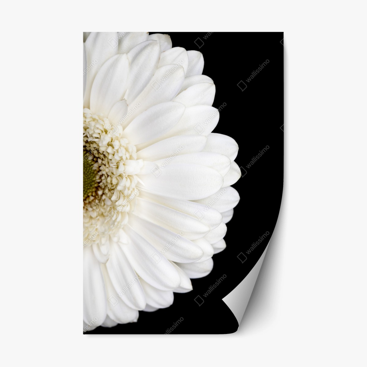 Repositionierbarer Aufkleber weiße gerbera auf schwarzem hintergrund minimalistische nahaufnahme – Wallnifity® Repositionierbarer Aufkleber weiße gerbera auf schwarzem hintergrund minimalistische nahaufnahme – Wallnifity®