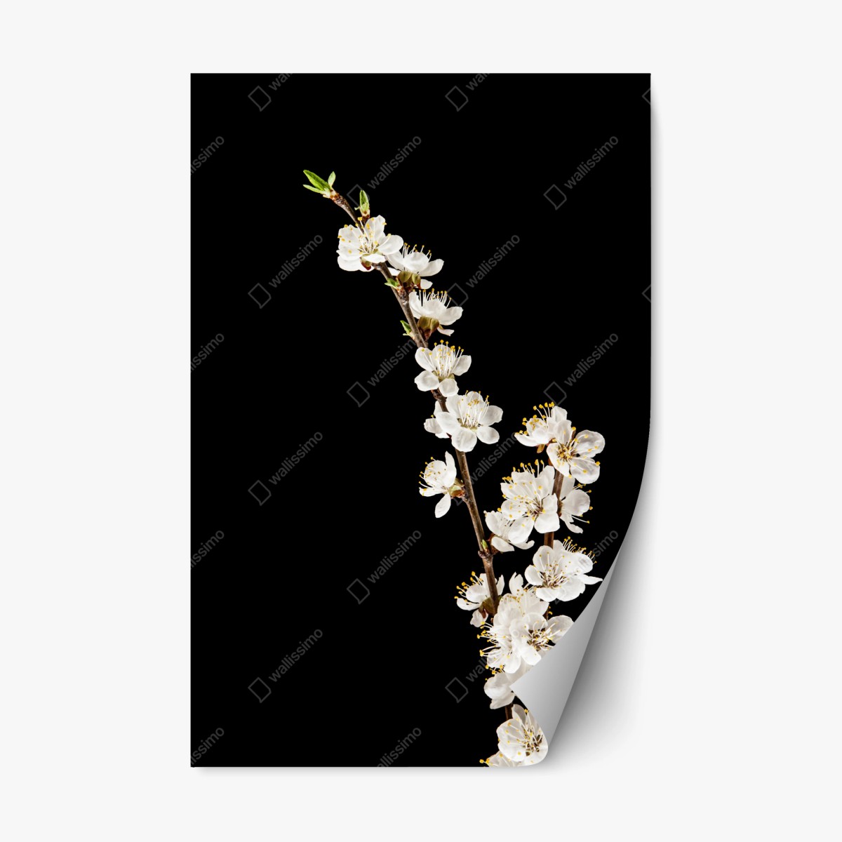 Repositionierbarer Aufkleber zarter zweig mit aprikosenblüten auf schwarzem hintergrund – Wallnifity® Repositionierbarer Aufkleber zarter zweig mit aprikosenblüten auf schwarzem hintergrund – Wallnifity®