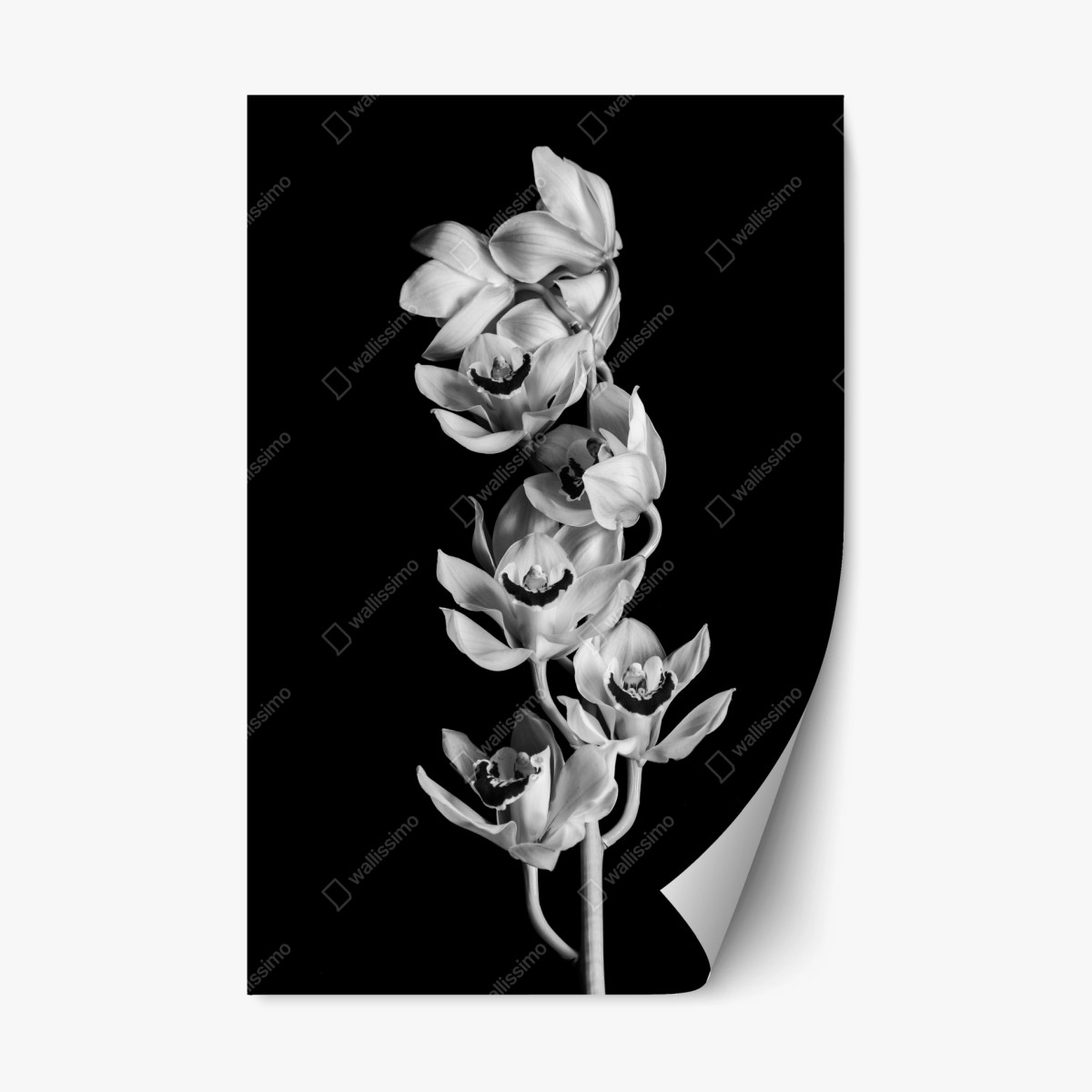 Repositionierbarer Aufkleber eleganter monochromer orchideenstiel – Wallnifity® Repositionierbarer Aufkleber eleganter monochromer orchideenstiel – Wallnifity®