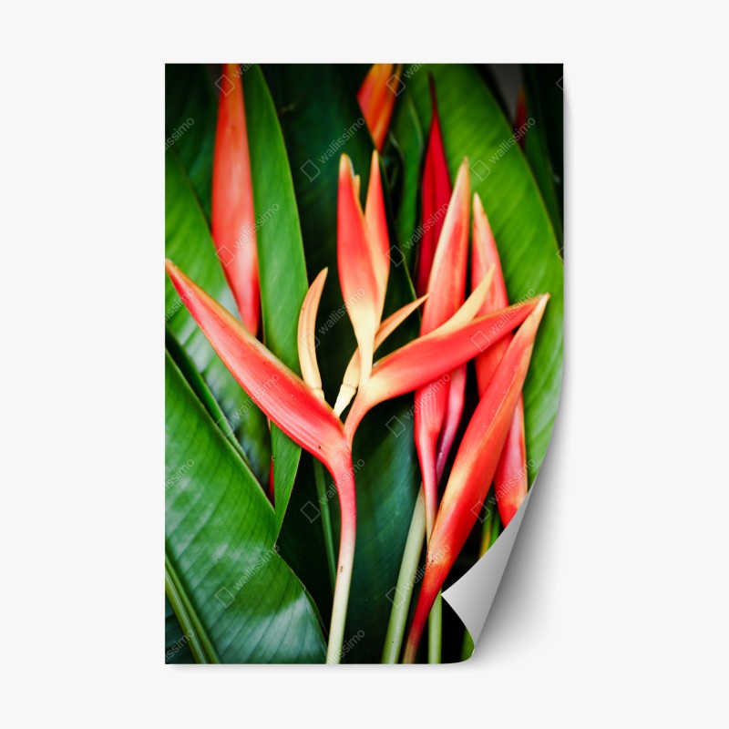 Repositionierbarer Aufkleber panorama Teide auf Teneriffa – Wallnifity®