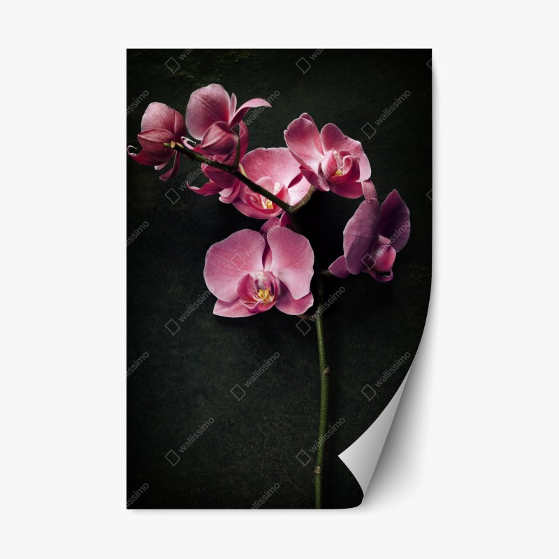 Repositionierbarer Aufkleber lebhaftes muster mit orangenscheiben – Wallnifity®