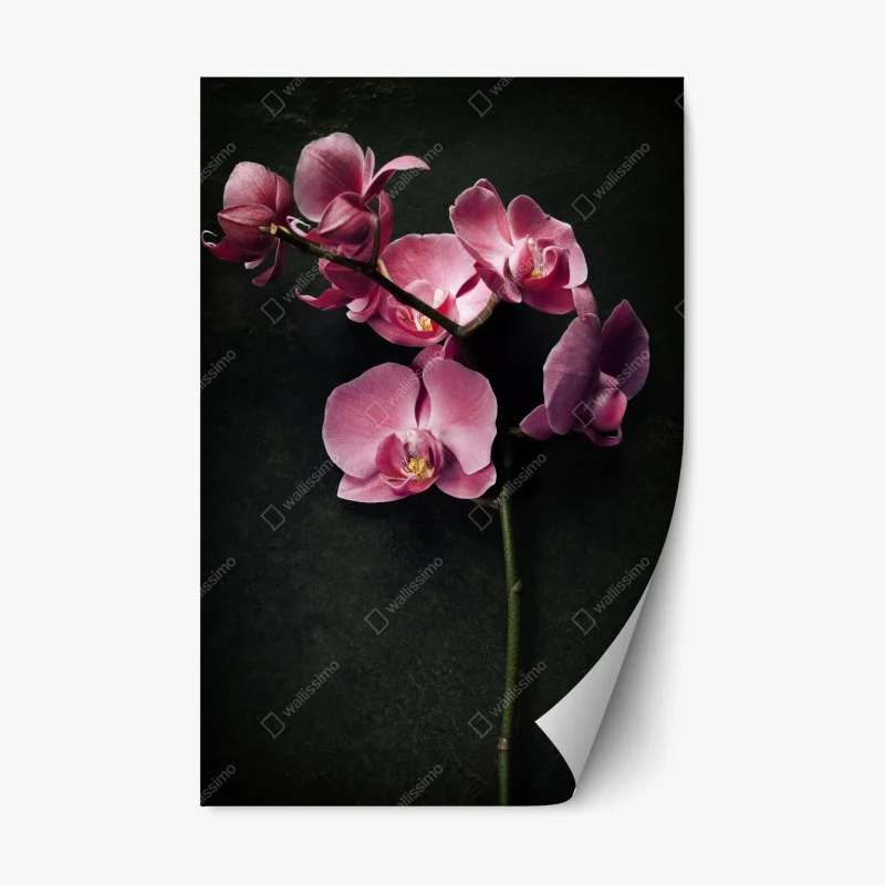 Repositionierbarer Aufkleber rosa orchidee vor dunklem vintage-hintergrund – Wallnifity®