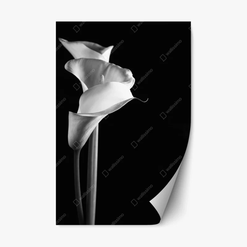 Repositionierbarer Aufkleber elegante calla in monochrom