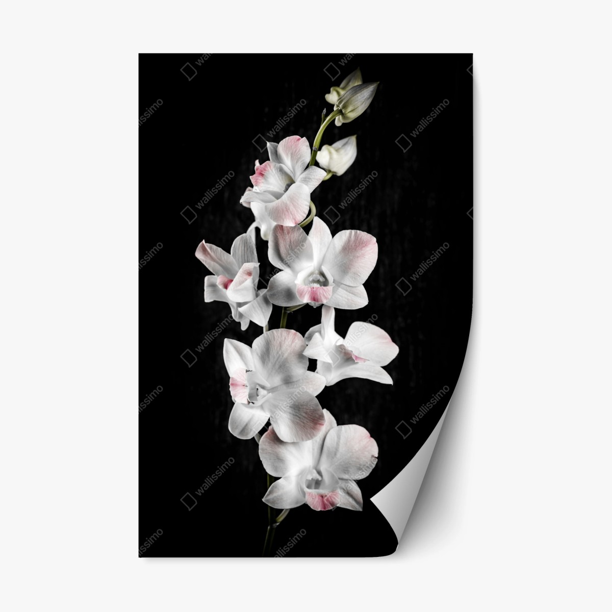 Repositionierbarer Aufkleber weiße und rosa orchidee vor schwarzem hintergrund – Wallnifity® Repositionierbarer Aufkleber weiße und rosa orchidee vor schwarzem hintergrund – Wallnifity®