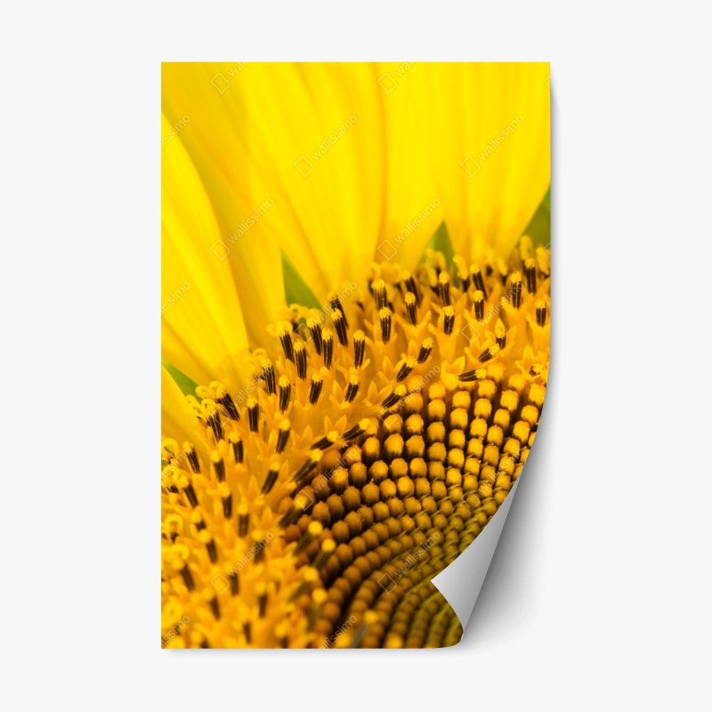 Repositionierbarer Aufkleber moosbedeckter waldbach im herbst – Wallnifity®