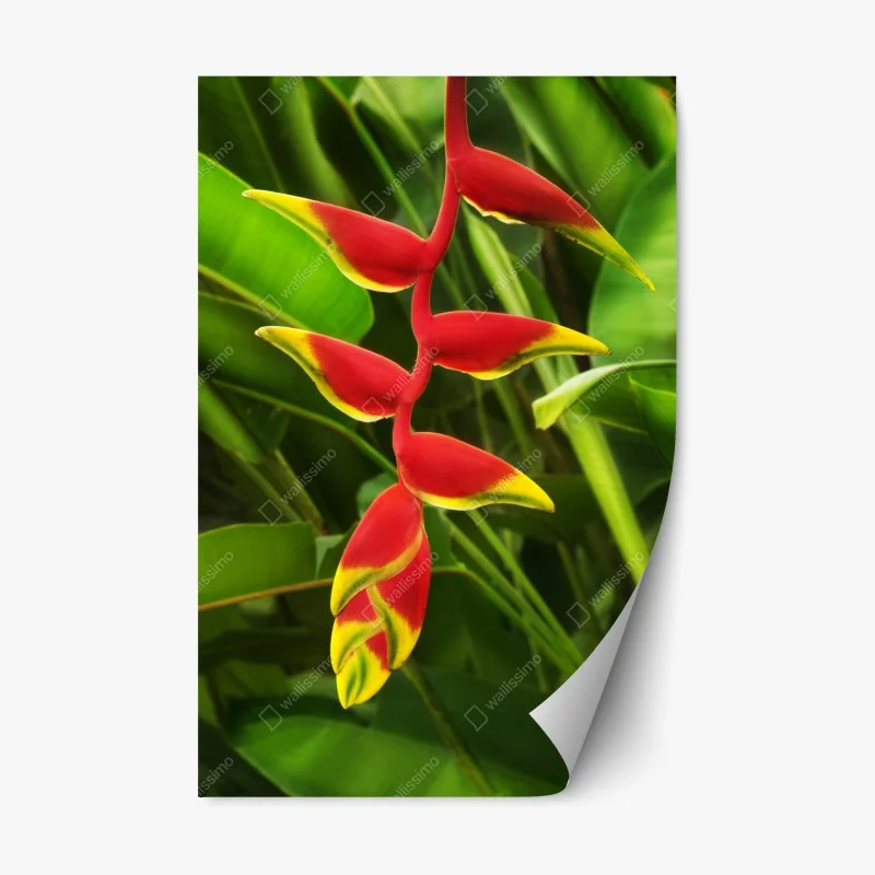 Repositionierbarer Aufkleber leuchtende heliconia im tropischen laub – Wallnifity® Repositionierbarer Aufkleber leuchtende heliconia im tropischen laub – Wallnifity®