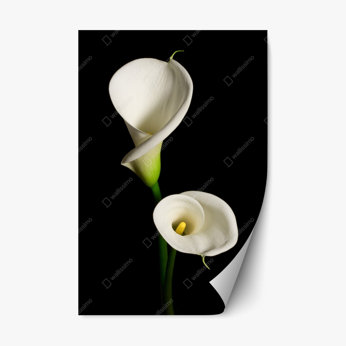 Repositionierbarer Aufkleber weiße calla vor schwarzem hintergrund – Wallnifity® Repositionierbarer Aufkleber weiße calla vor schwarzem hintergrund – Wallnifity®