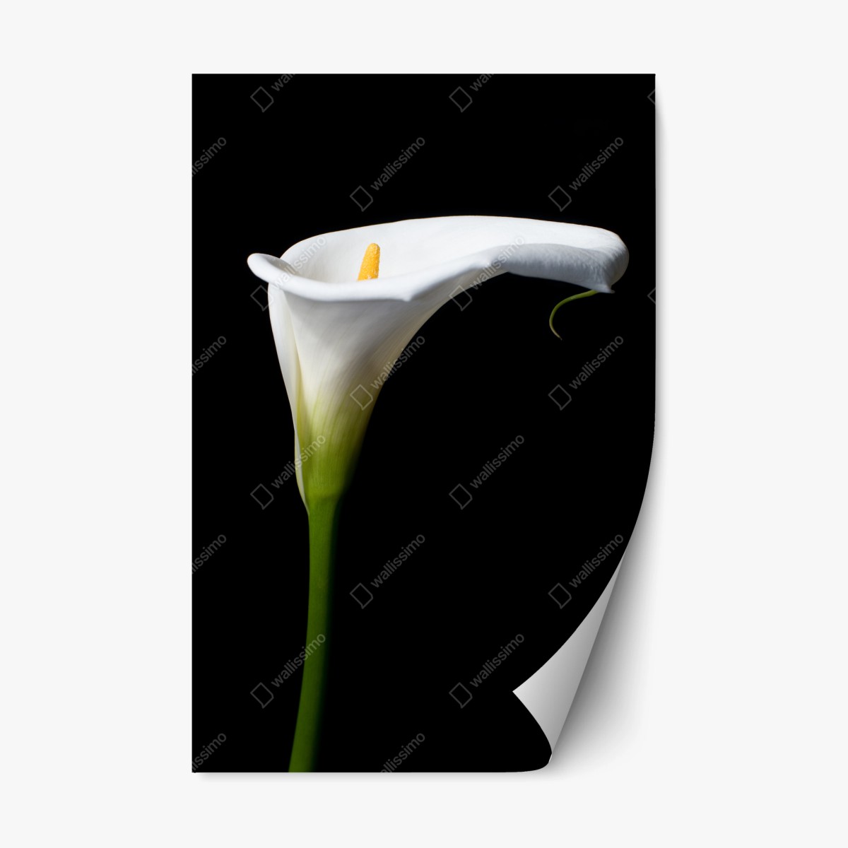 Repositionierbarer Aufkleber elegante weiße calla auf schwarzem hintergrund – Wallnifity® Repositionierbarer Aufkleber elegante weiße calla auf schwarzem hintergrund – Wallnifity®