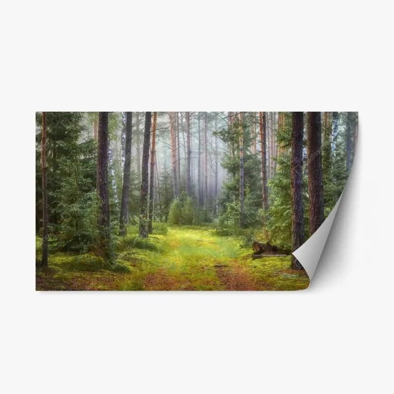 Repositionierbarer Aufkleber nebliger kiefernwald mit pfad – Wallnifity® Repositionierbarer Aufkleber nebliger kiefernwald mit pfad – Wallnifity®