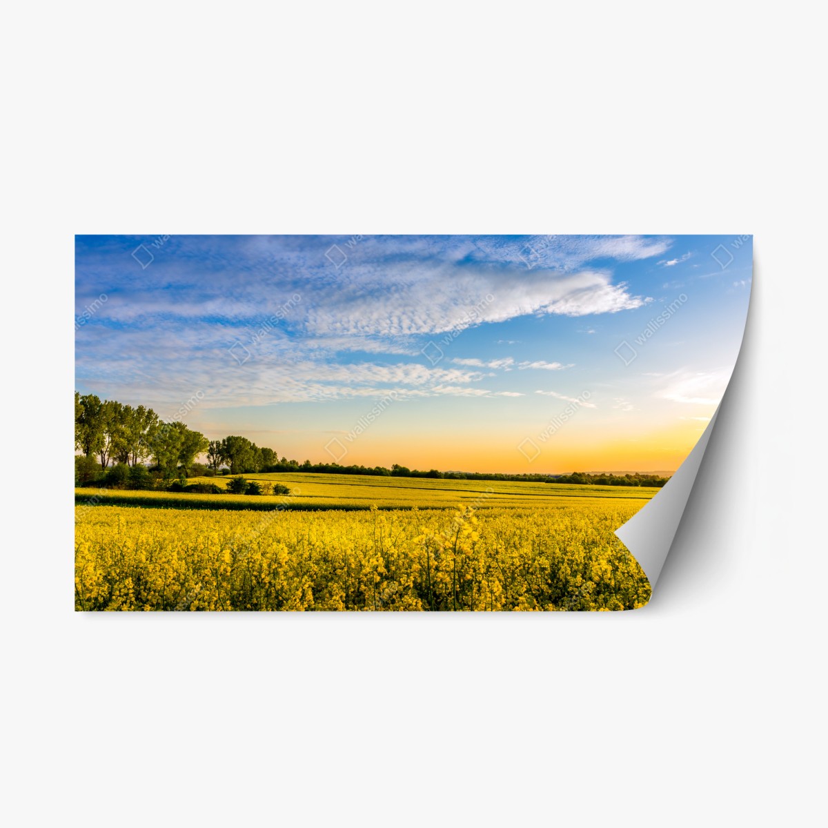 Repositionierbarer Aufkleber sonnenbeschienenes rapsfeld im abendlicht – Wallnifity® Repositionierbarer Aufkleber sonnenbeschienenes rapsfeld im abendlicht – Wallnifity®
