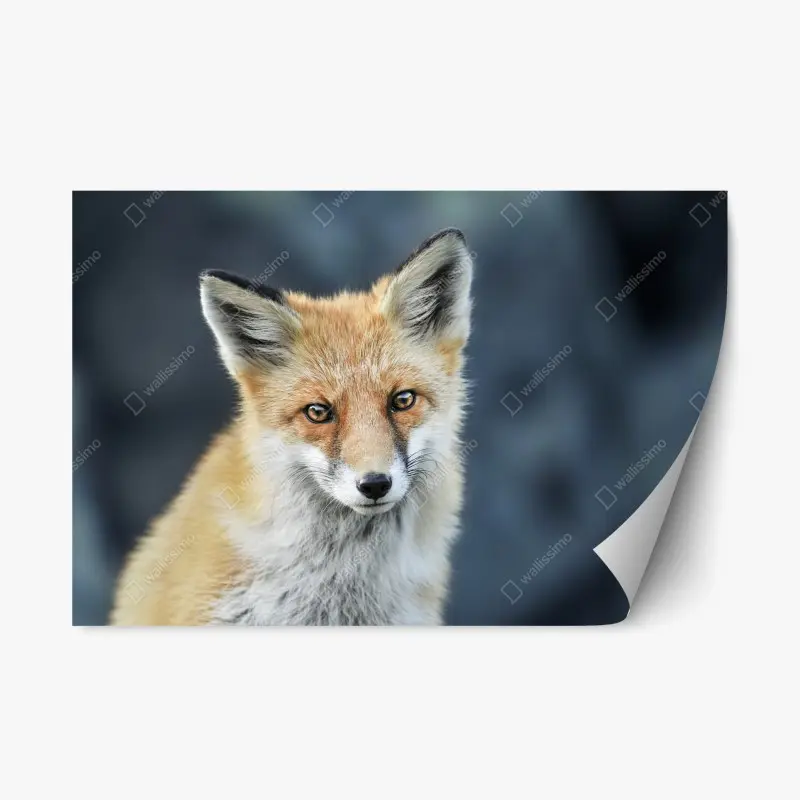 Repositionierbarer Aufkleber rotfuchs nahaufnahme