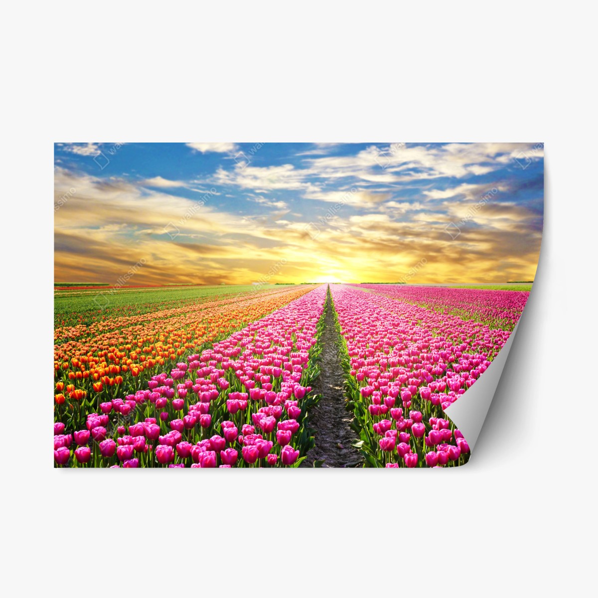 Repositionierbarer Aufkleber sonnenaufgang über tulpenfeldern in den Niederlanden – Wallnifity® Repositionierbarer Aufkleber sonnenaufgang über tulpenfeldern in den Niederlanden – Wallnifity®