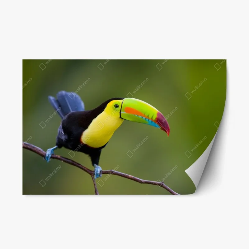 Repositionierbarer Aufkleber lebendiges tukan-porträt – Wallnifity®