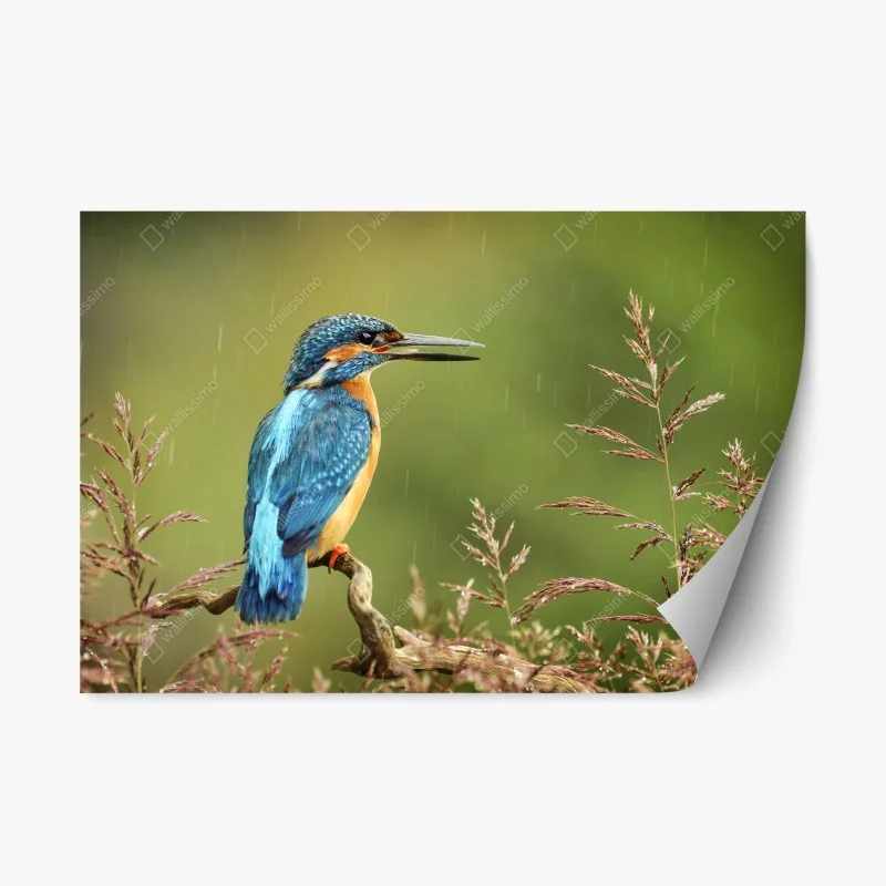 Repositionierbarer Aufkleber lebhafter eisvogel im regen
