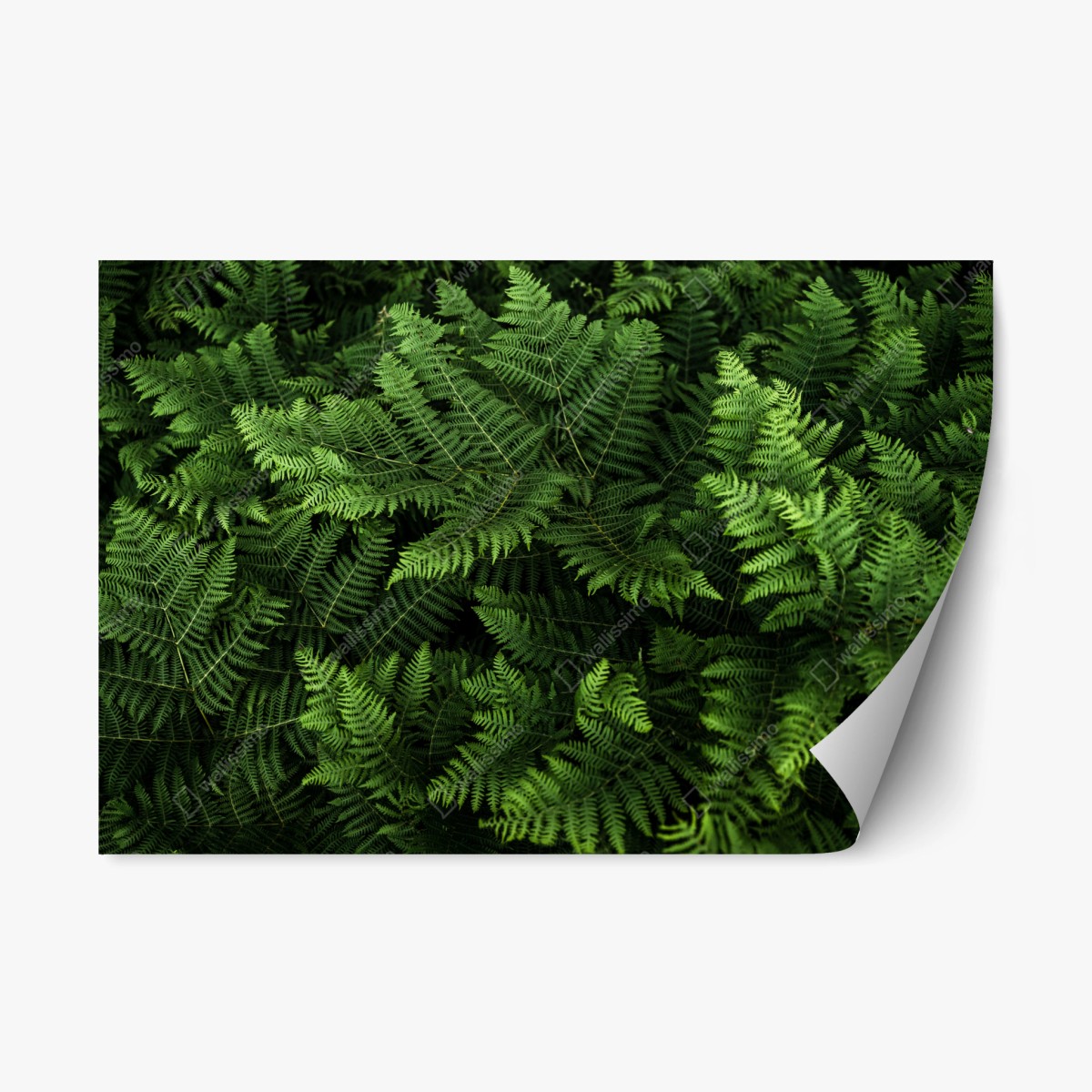 Repositionierbarer Aufkleber üppiges grünes farnlaub – Wallnifity® Repositionierbarer Aufkleber üppiges grünes farnlaub – Wallnifity®