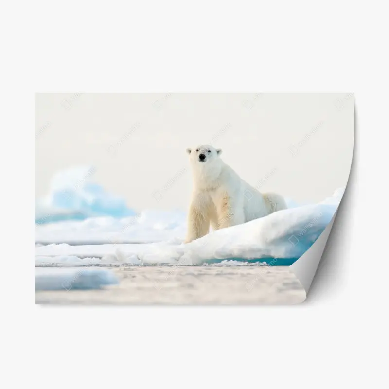 Repositionierbarer Aufkleber eisbär auf eis in der Arktis, Svalbard