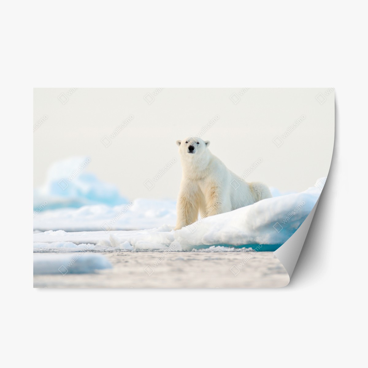 Repositionierbarer Aufkleber eisbär auf eis in der Arktis, Svalbard – Wallnifity®