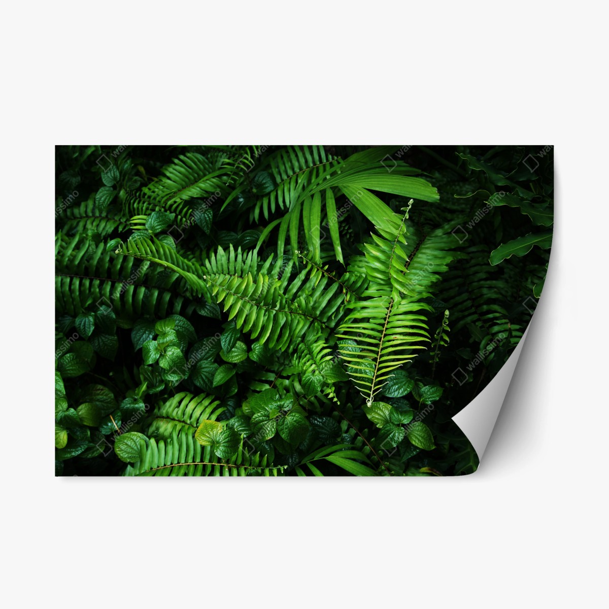Repositionierbarer Aufkleber üppige tropische farnblätter – Wallnifity®