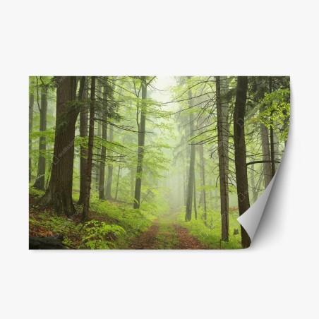 Repositionierbarer Aufkleber nebliger grüner waldpfad – Wallnifity®