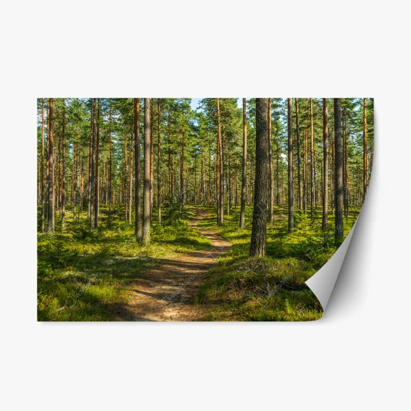 Repositionierbarer Aufkleber sonniger kiefernwaldweg