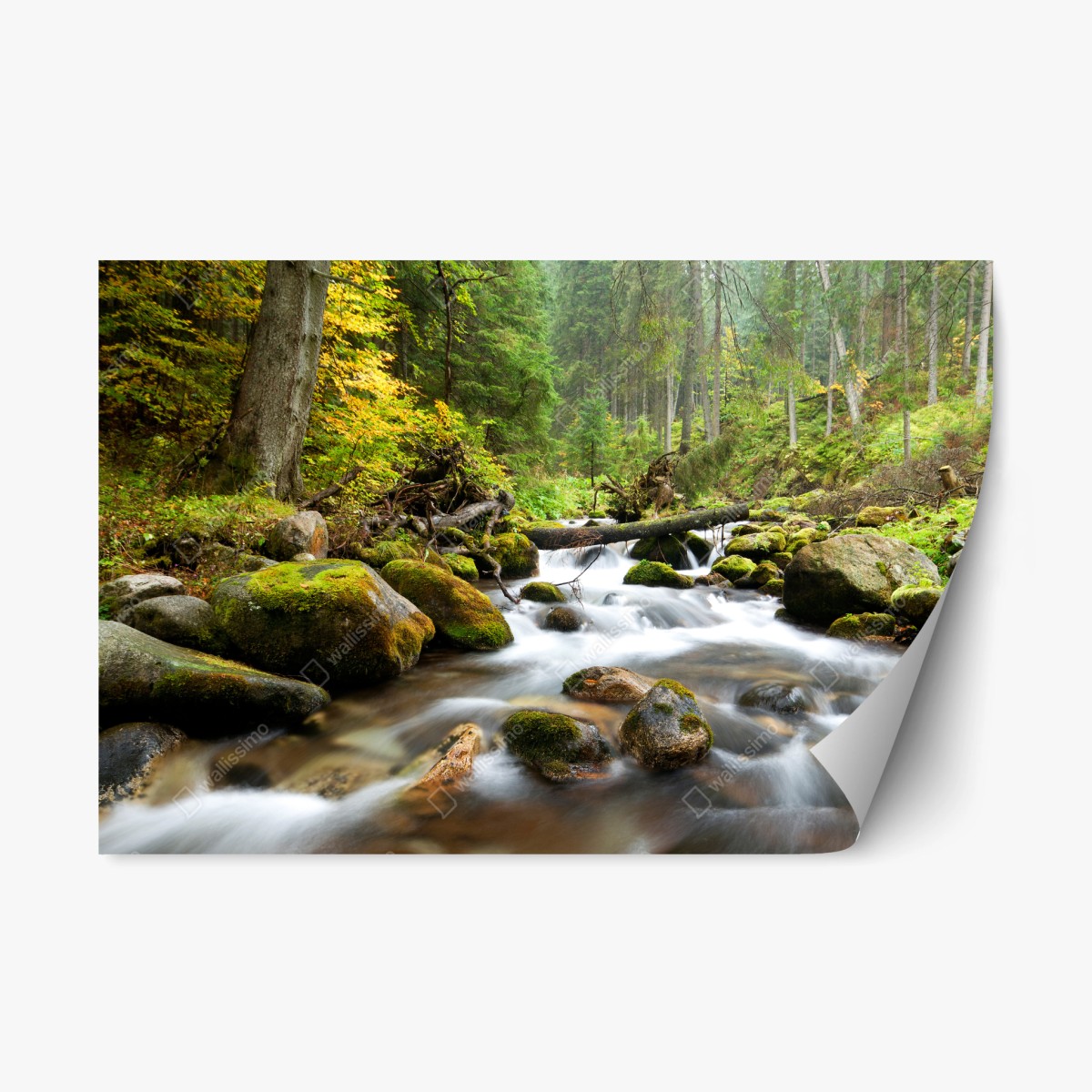 Repositionierbarer Aufkleber moosbedeckter waldbach im herbst – Wallnifity®