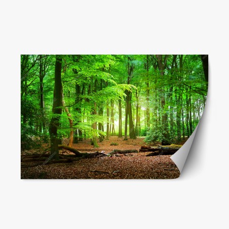 Repositionierbarer Aufkleber sonnendurchfluteter grüner wald – Wallnifity®