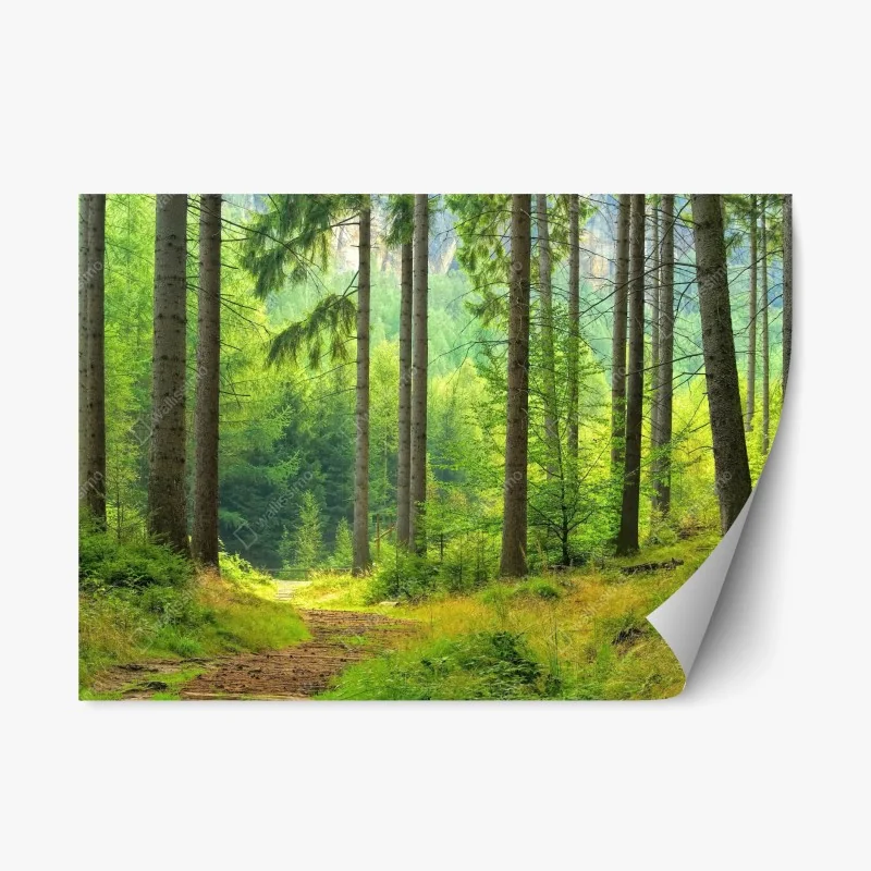 Repositionierbarer Aufkleber sonniger waldweg