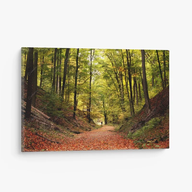 Leinwandbild herbstlicher waldweg unter grünem blätterdach