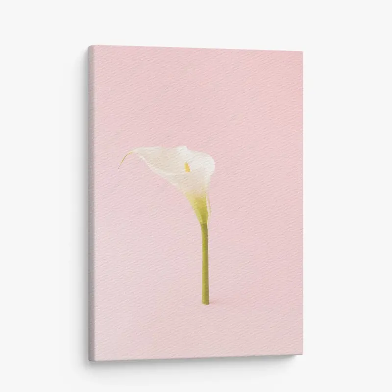 Leinwandbild elegante weiße calla auf pastellrosa