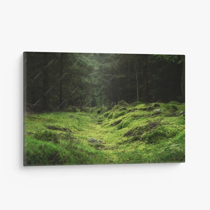 Leinwandbild moosiger waldpfad