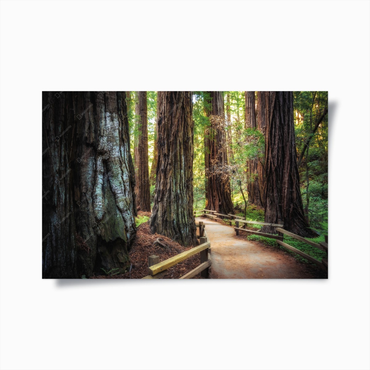 Poster pfad durch alten mammutbaumwald – Wallnifity®