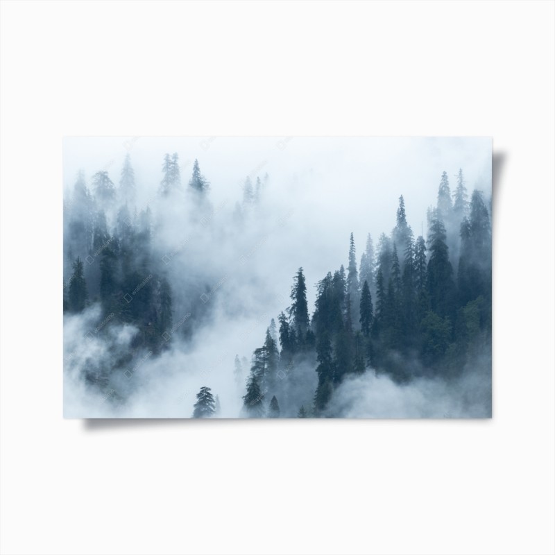 Poster nebliger kiefernwald
