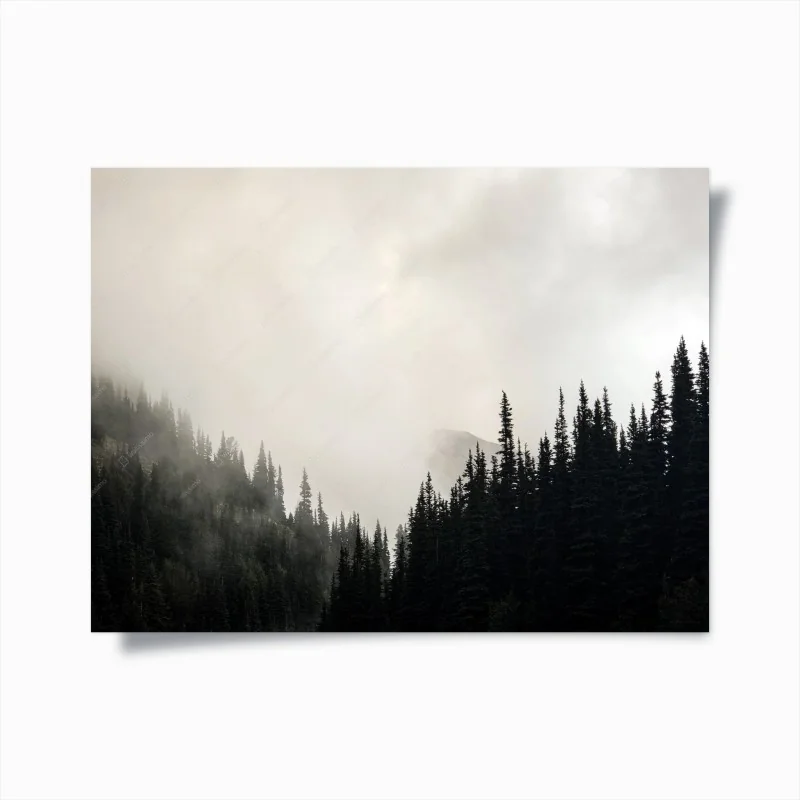 Poster nebliger nadelwald