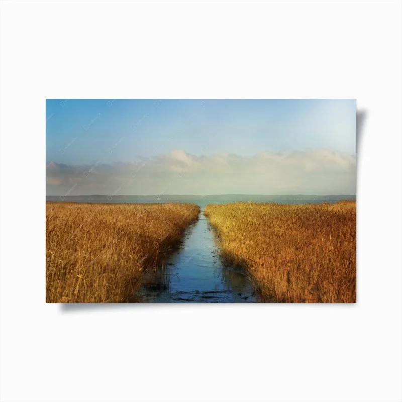 Poster goldenes schilf und ruhiger wasserweg
