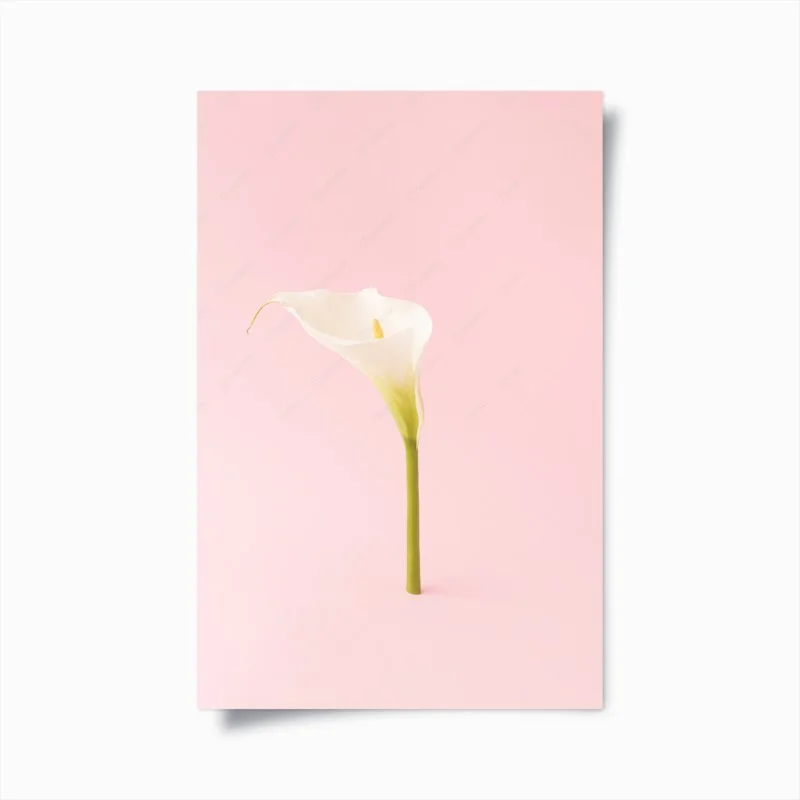 Poster elegante weiße calla auf pastellrosa