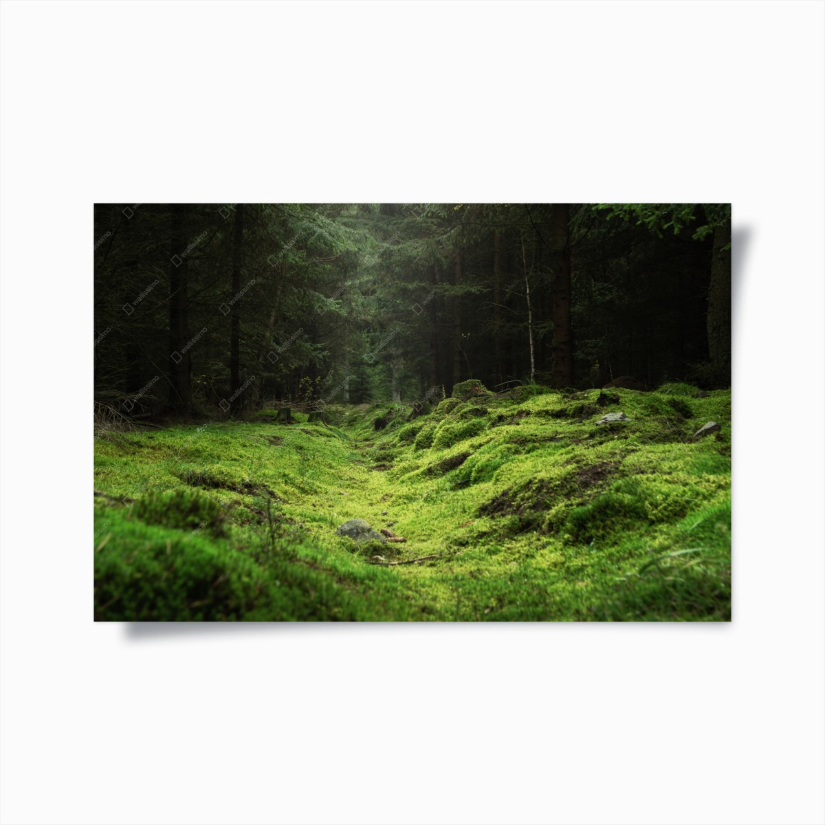 Poster moosiger waldpfad – Wallnifity®