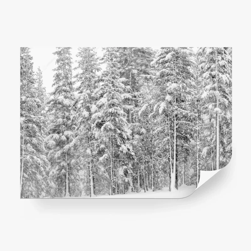 Fototapete verschneiter kiefernwald im winter