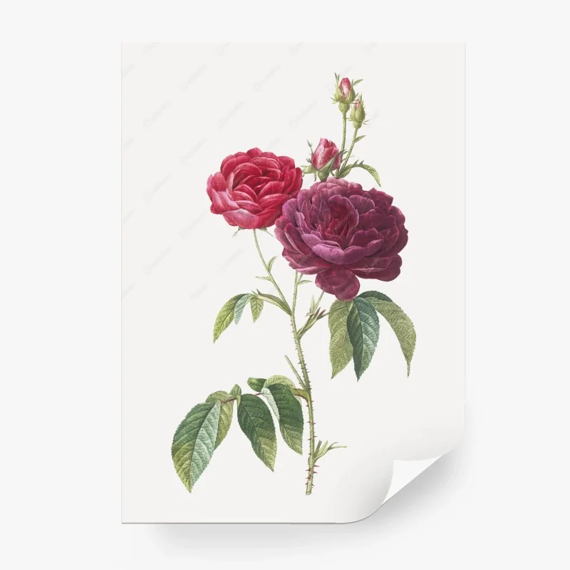 Fototapete botanische illustration purpurrose