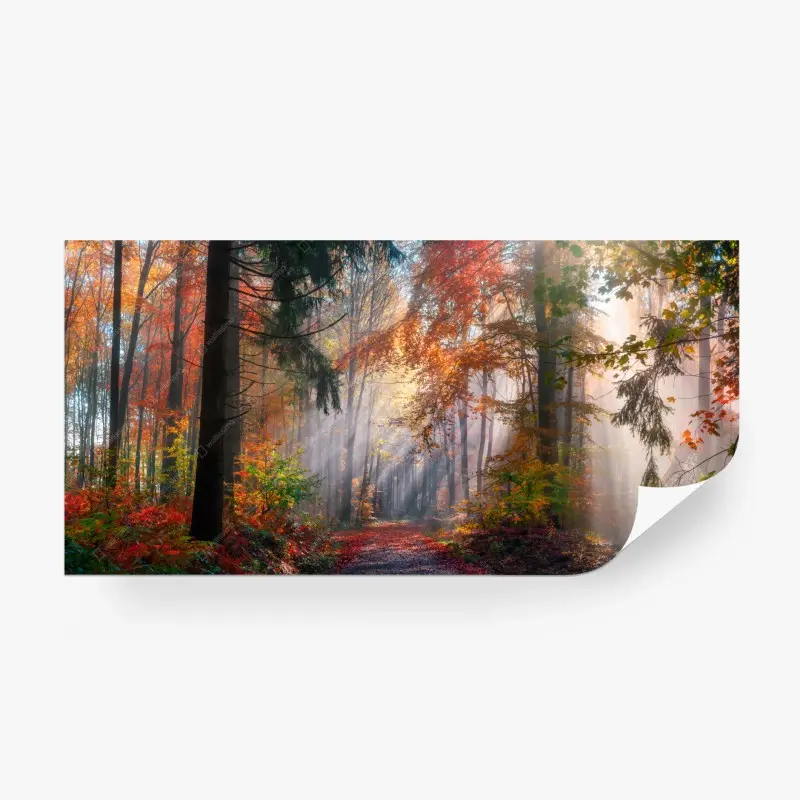 Fototapete magischer herbstwald im sonnenlicht