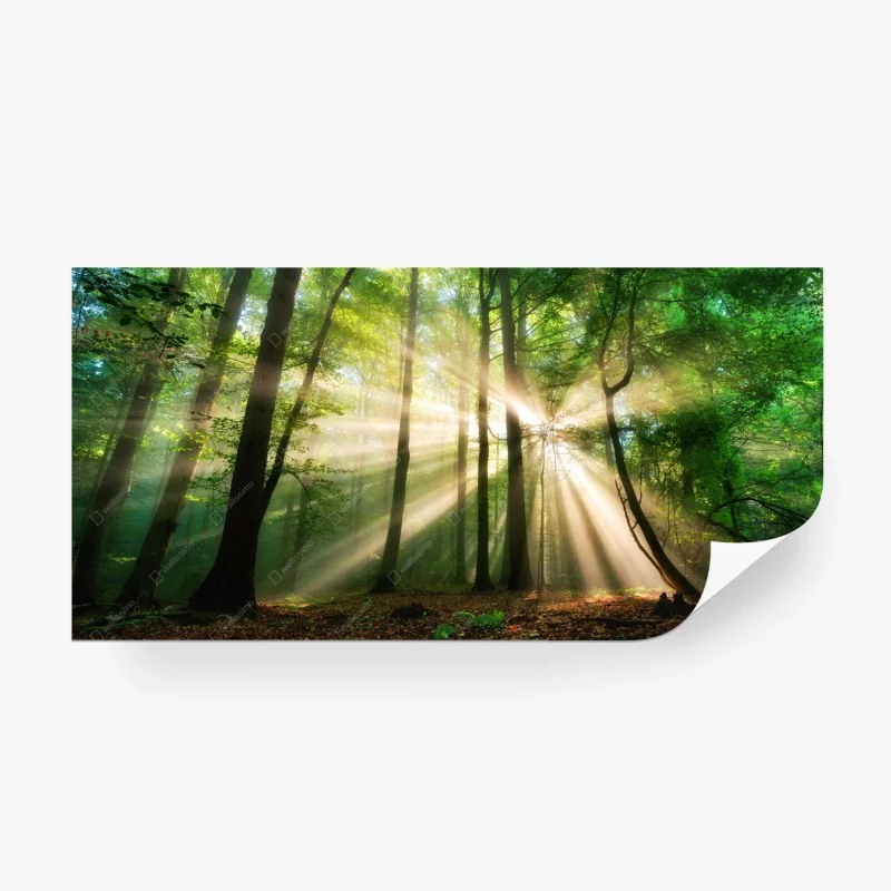 Fototapete sonnenstrahlen im grünen wald