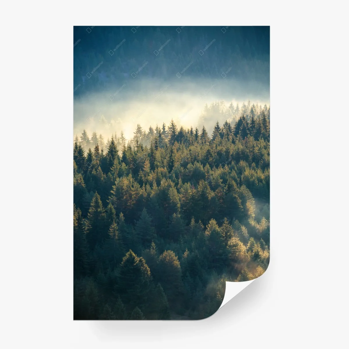 Fototapete nebliger kiefernwald im morgenlicht – Wallnifity®