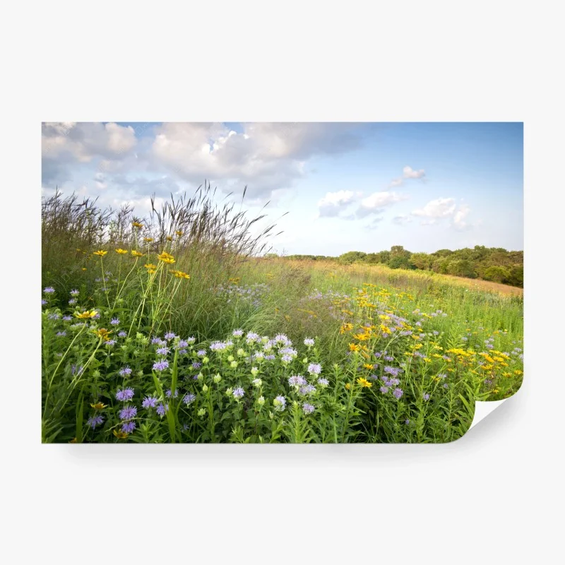 Fototapete sonnige wildblumenwiese