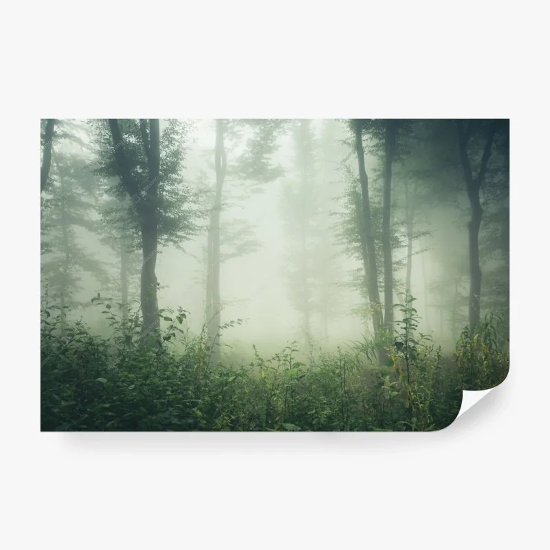 Fototapete nebliger wald am morgen