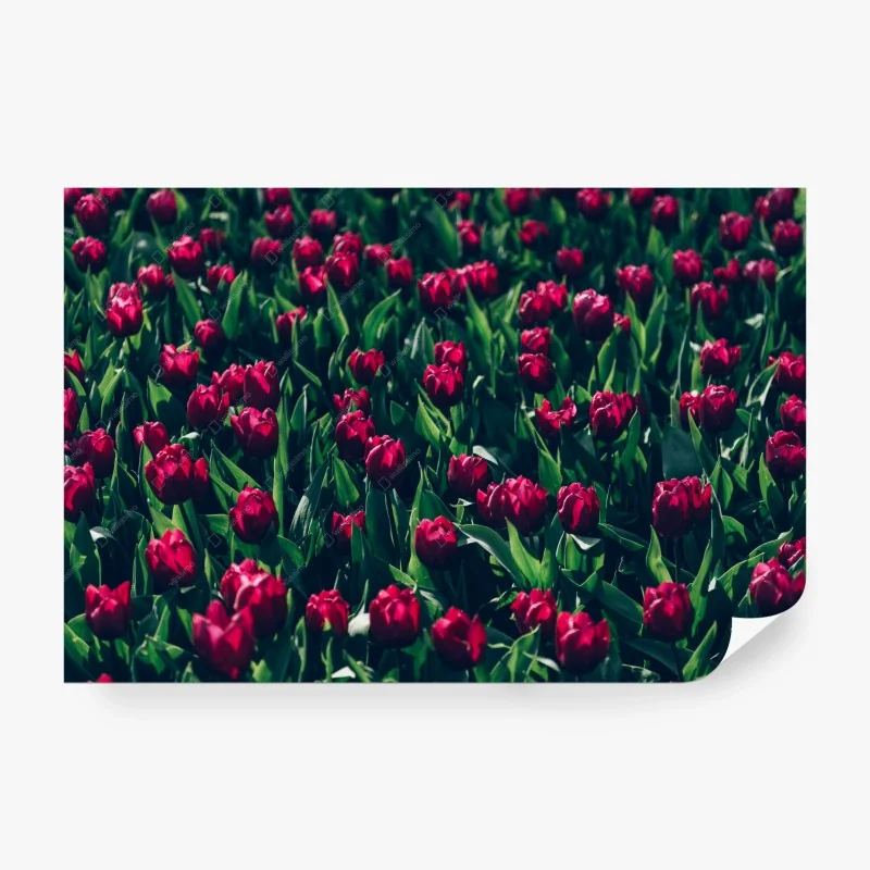 Fototapete feld roter tulpen