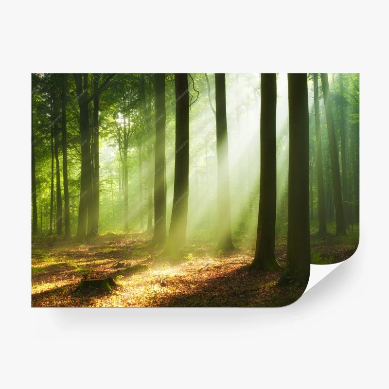 Fototapete sonniger morgen im wald