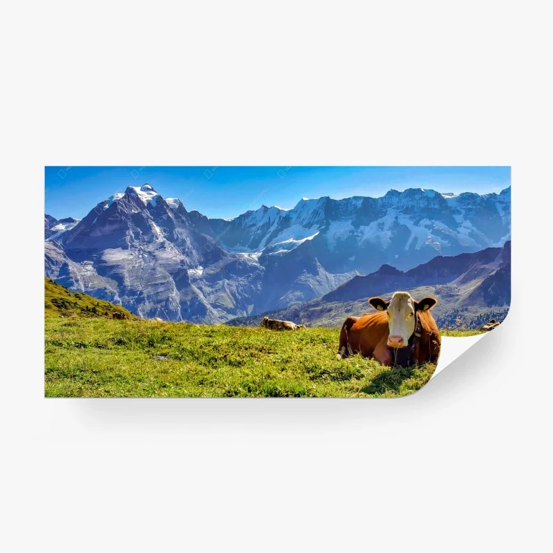 Fototapete alpenwiese mit ruhender kuh