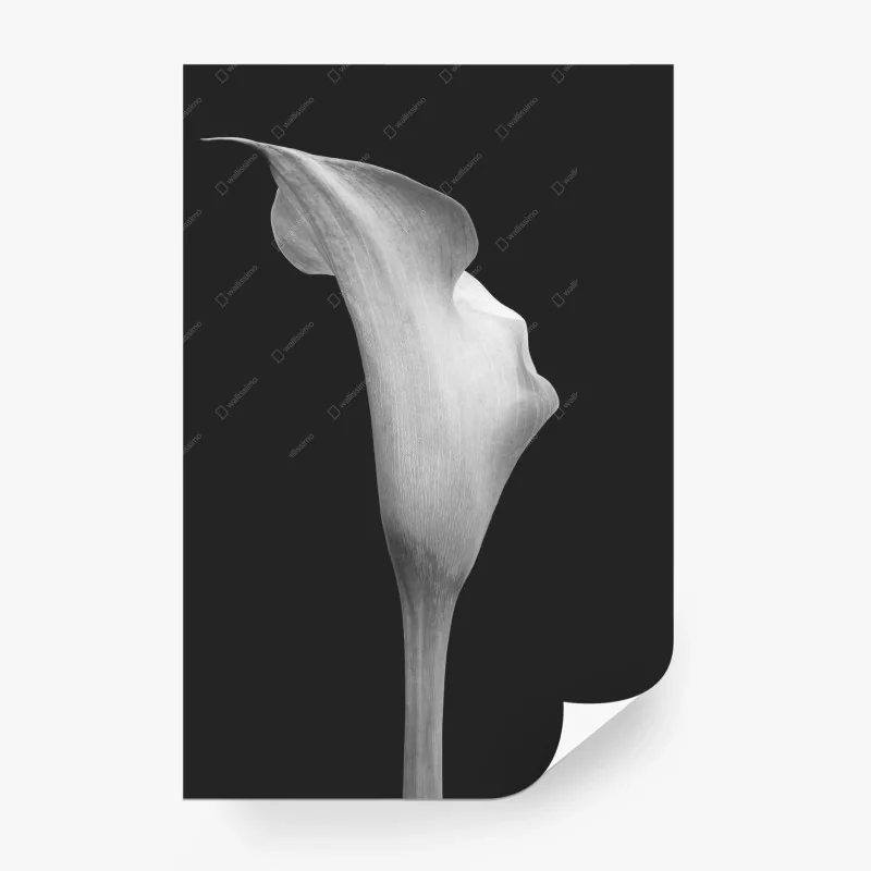 Fototapete anmutige calla in graustufen