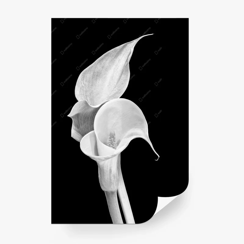 Fototapete weiße calla in monochrom