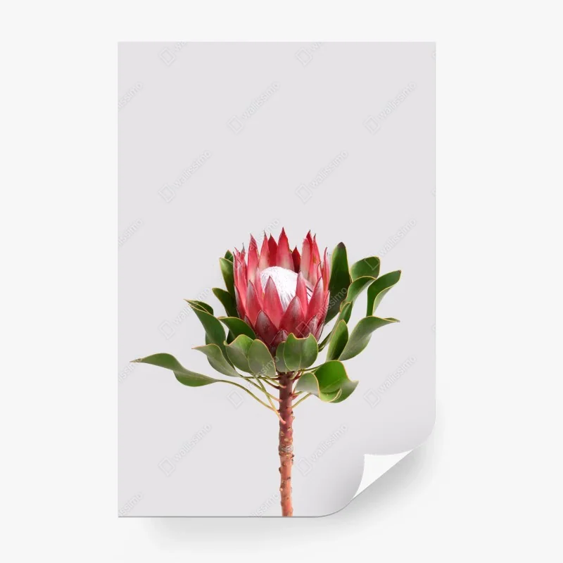 Fototapete rosa protea auf neutralem hintergrund