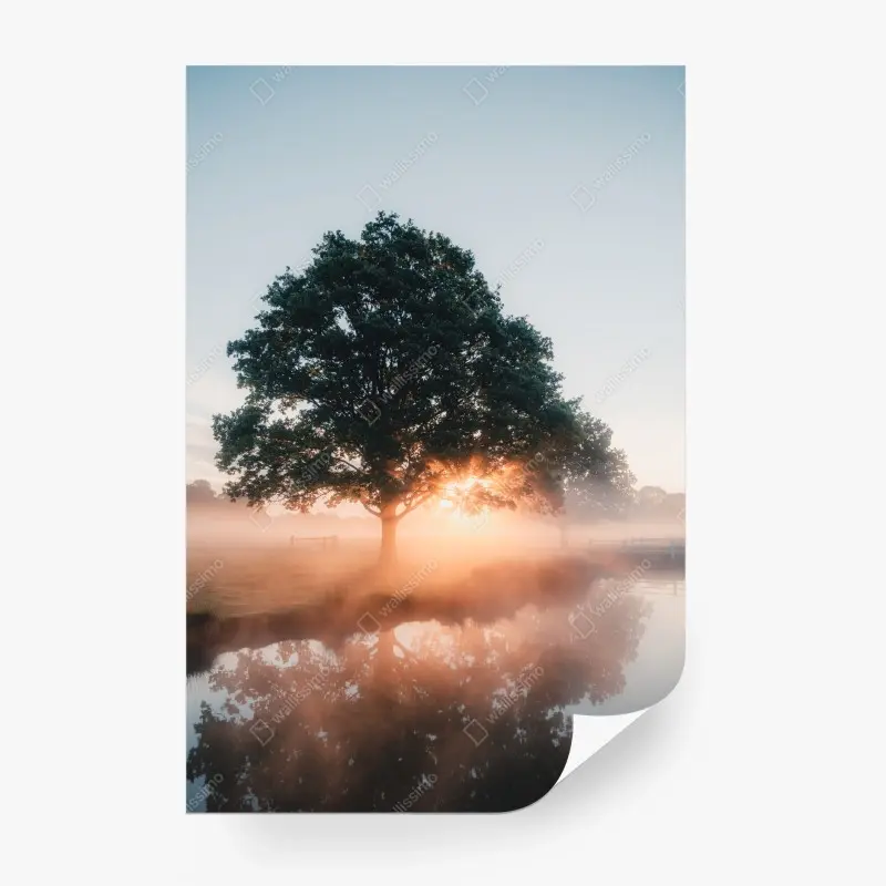 Fototapete nebeliger sonnenaufgang am eichenbaum